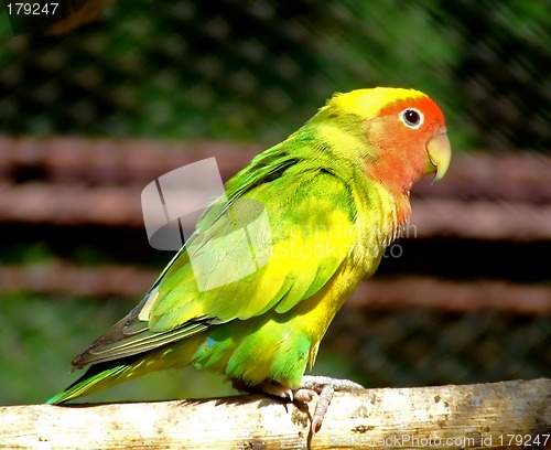 Image of Parrot