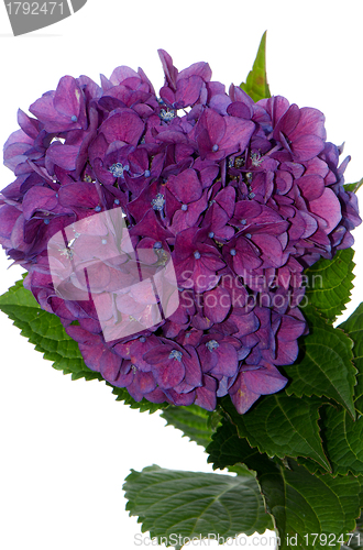 Image of Lacecap Hydrangea (macrophylla normalis)