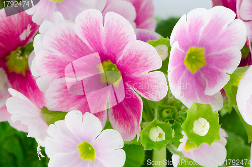 Image of Closeup of pink primrose flowers