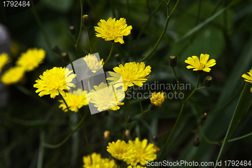 Image of Dandelion