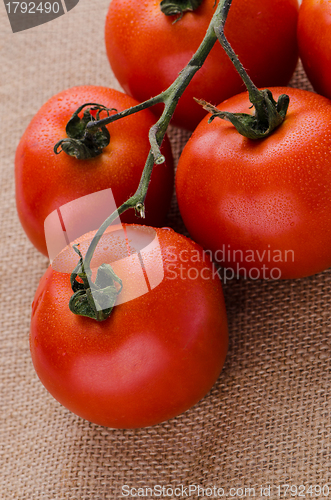Image of Cherry tomatoes vine