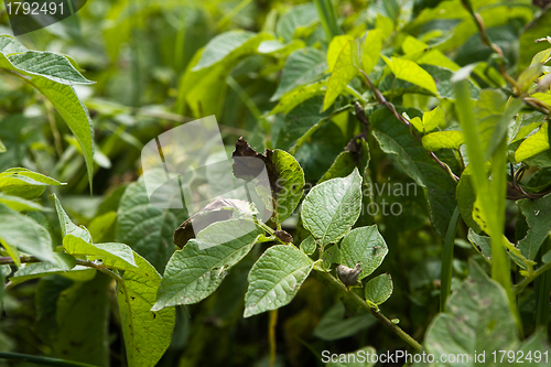 Image of Potato Blight