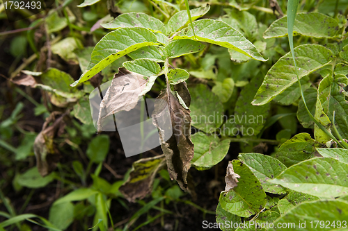 Image of Potato Blight