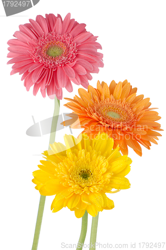 Image of Three colorful gerber daisies