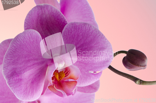 Image of Pink orchids