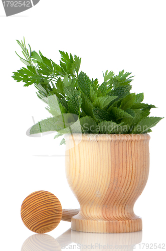 Image of Green herb leafs 