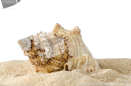 Image of Conch shell 