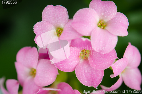 Image of Beautiful pink flowers and green leaves