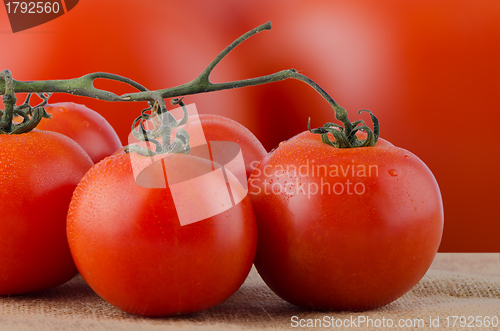 Image of Cherry tomatoes vine