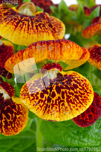 Image of Closeup of yellow and red calceolarua flowers