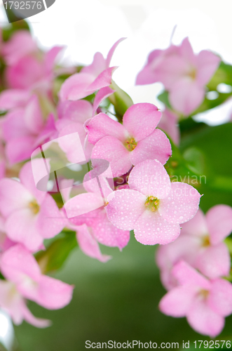 Image of Beautiful pink flowers and green leaves