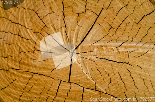Image of Old pine tree cut texture