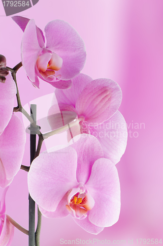Image of Pink orchids