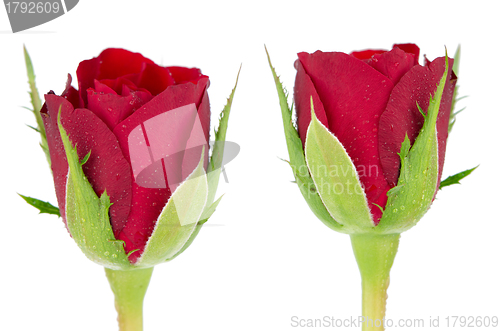 Image of Red rose flowers