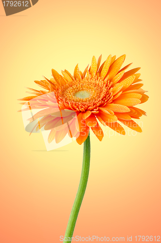 Image of Orange gerbera daisy flower