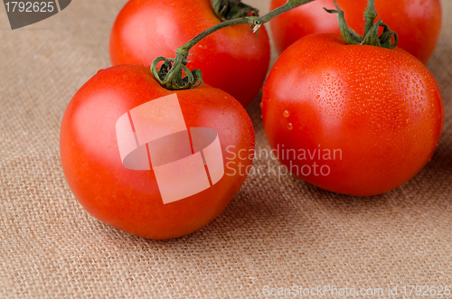 Image of Cherry tomatoes vine