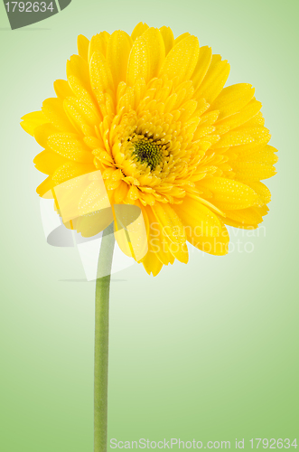 Image of Yellow gerbera daisy flower