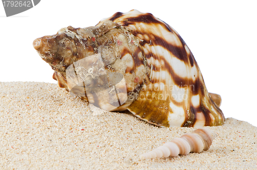 Image of Conch sea shell 