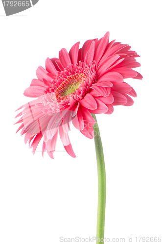 Image of Pink gerbera daisy flower