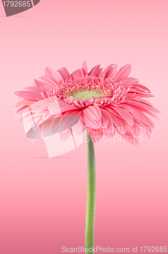 Image of Pink gerbera daisy flower