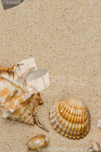 Image of Sea shells with sand 