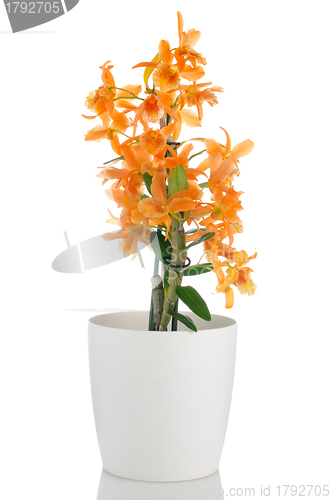 Image of Beautiful orange dendrobium flowers