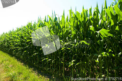 Image of Corn field
