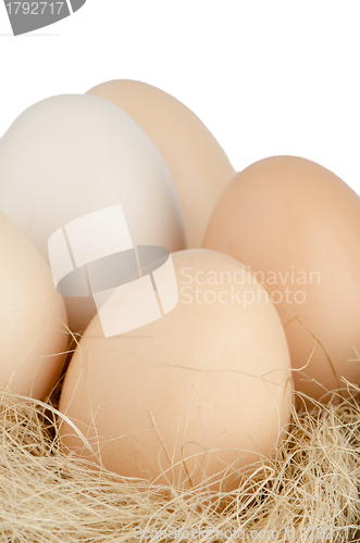 Image of Chicken eggs on nest