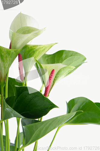 Image of Closeup of anthedesia anthurium