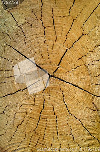 Image of Old pine tree cut texture