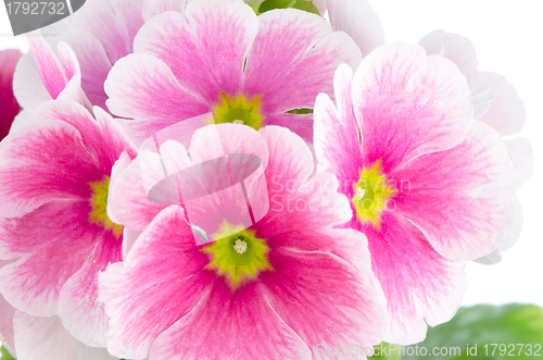 Image of Closeup of pink primrose flowers