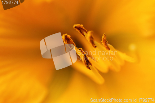 Image of Yellow Lily