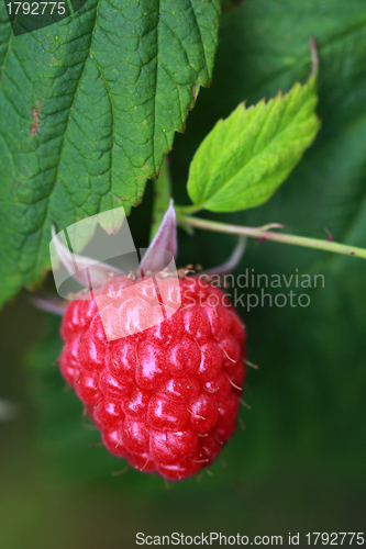 Image of Raspberry