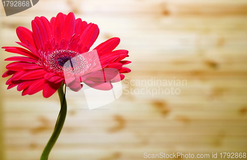 Image of Gerbera flower