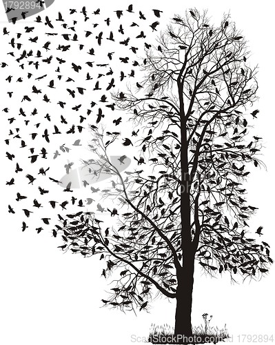 Image of Crows fly away from the tree