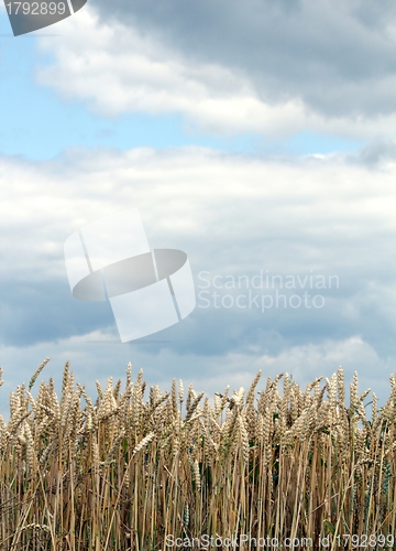 Image of Corn field in front of a cloudy sky vertical