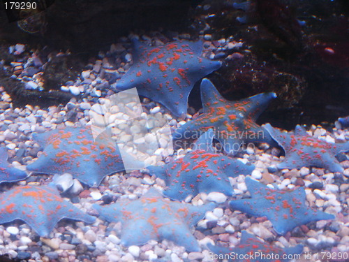 Image of Starfishes