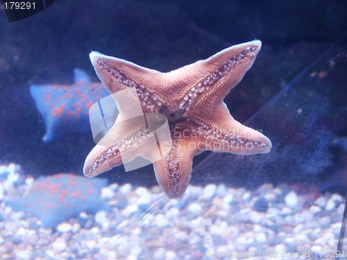 Image of Starfish