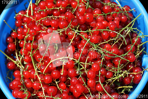 Image of Redcurrant berries 