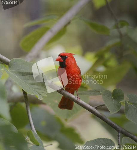 Image of Cardinal Bird