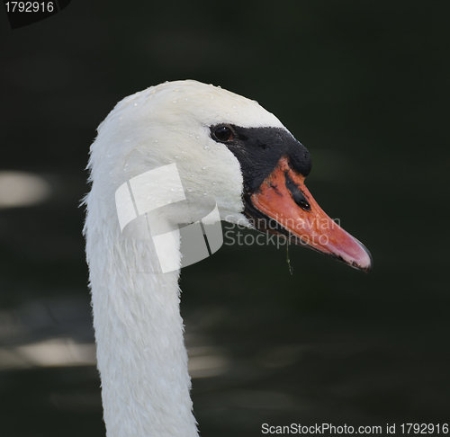 Image of Swan Portrait