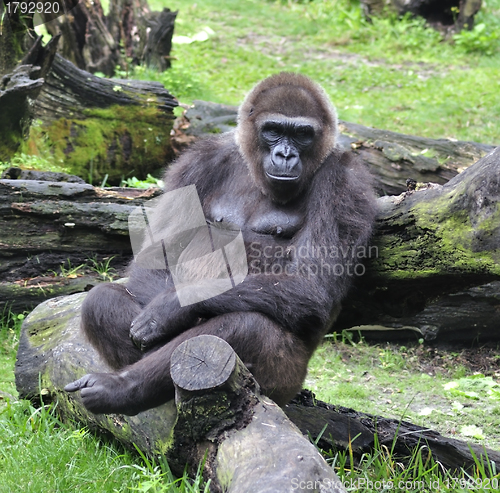Image of Gorilla 