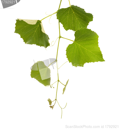 Image of Grape Vine