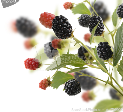 Image of Fresh Blackberries