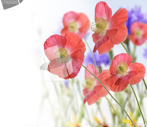 Image of Poppy Flowers