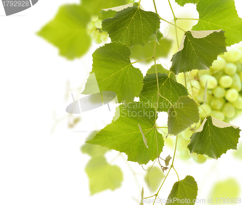 Image of Grape Vine
