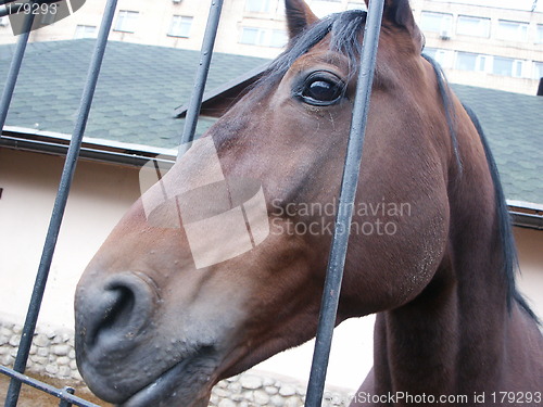 Image of Muzzle of a horse