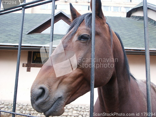 Image of Muzzle of a horse