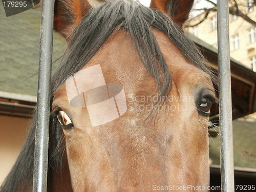 Image of Muzzle of a horse