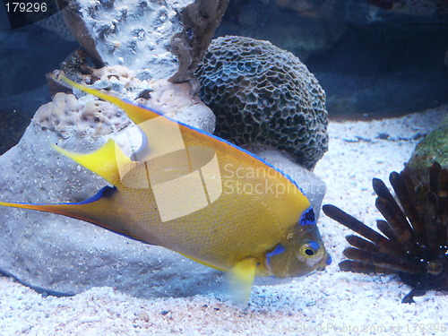 Image of Fish